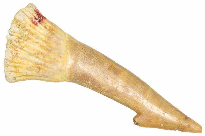 Fossil Sawfish (Onchopristis) Rostral Barb - Morocco #366693